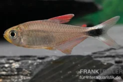 Panduro-Salmler, Hyphessobrycon robustulus