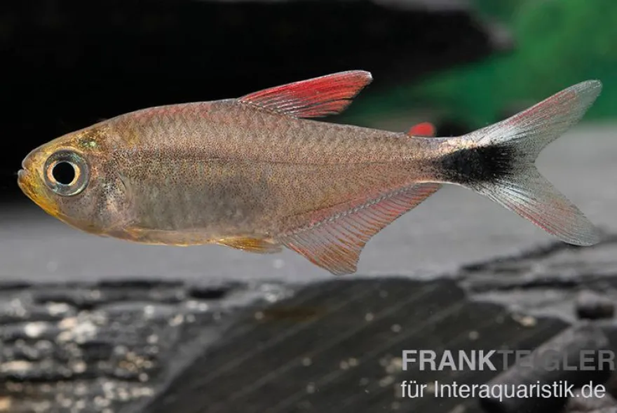 Panduro-Salmler, Hyphessobrycon robustulus