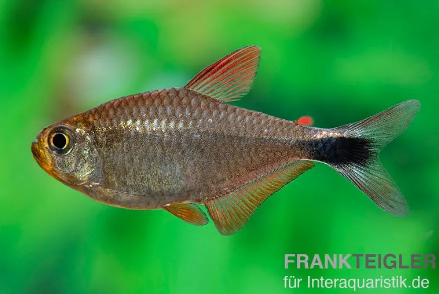 Panduro-Salmler, Hyphessobrycon robustulus