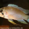 Panduros Zwergbuntbarsch, Apistogramma panduro, paarweise