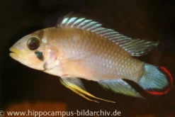 Panduros Zwergbuntbarsch, Apistogramma panduro, paarweise