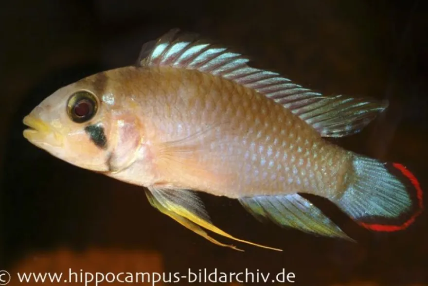 Panduros Zwergbuntbarsch, Apistogramma panduro, paarweise
