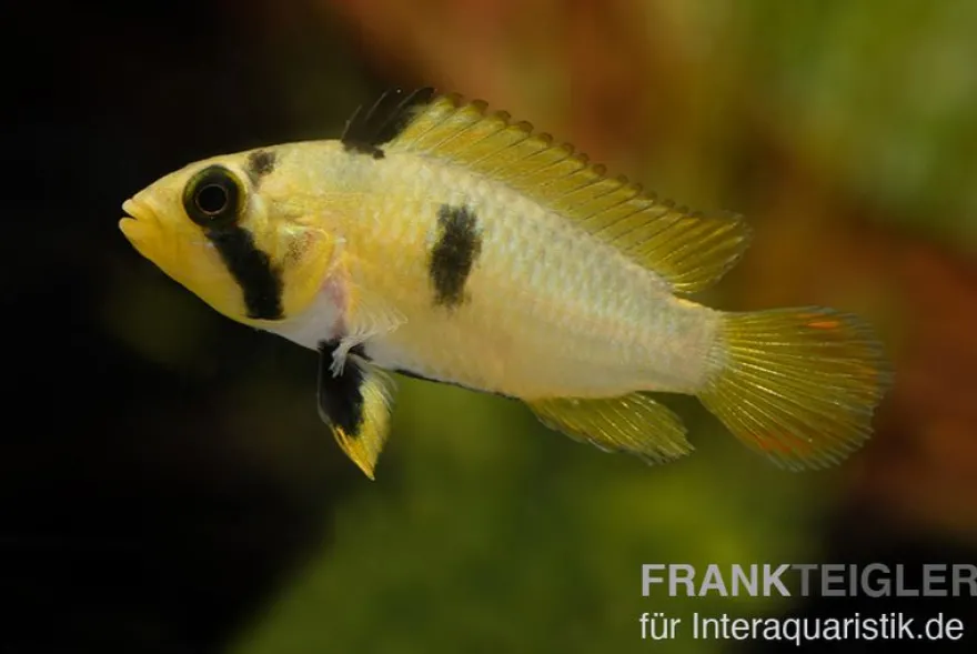 Panduros Zwergbuntbarsch, Apistogramma panduro, paarweise