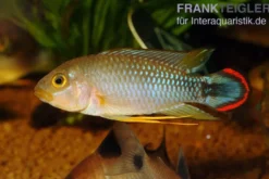 Panduros Zwergbuntbarsch, Apistogramma panduro, paarweise