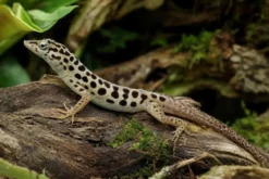Pantheranolis, Anolis sabanus
