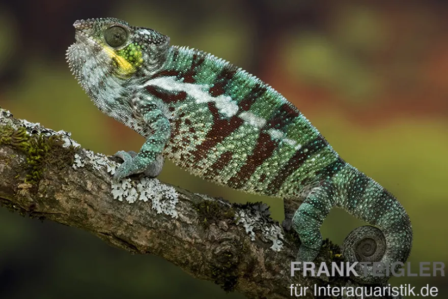 Pantherchamäleon, Furcifer pardalis
