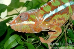 Pantherchamäleon, Furcifer pardalis