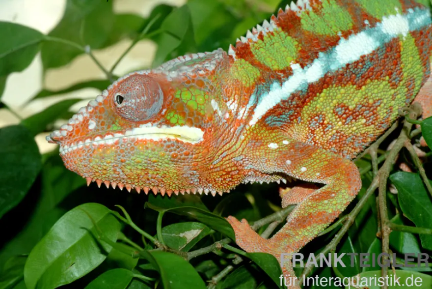 Pantherchamäleon, Furcifer pardalis