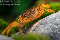 Pantherkrabbe, Parathelphusa pantherina, Zufällig ausgewählt