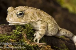 Pantherkröte, Bufo regularis