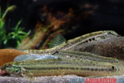 Pantherschmerle, Lepidocephalichthys guntea