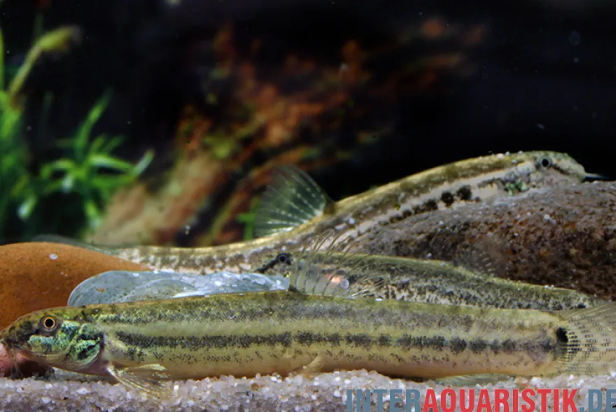 Pantherschmerle, Lepidocephalichthys guntea