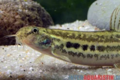 Pantherschmerle, Lepidocephalichthys guntea