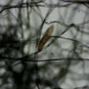 Pantoffeltierchen, Paramecium caudatum, 500 ml