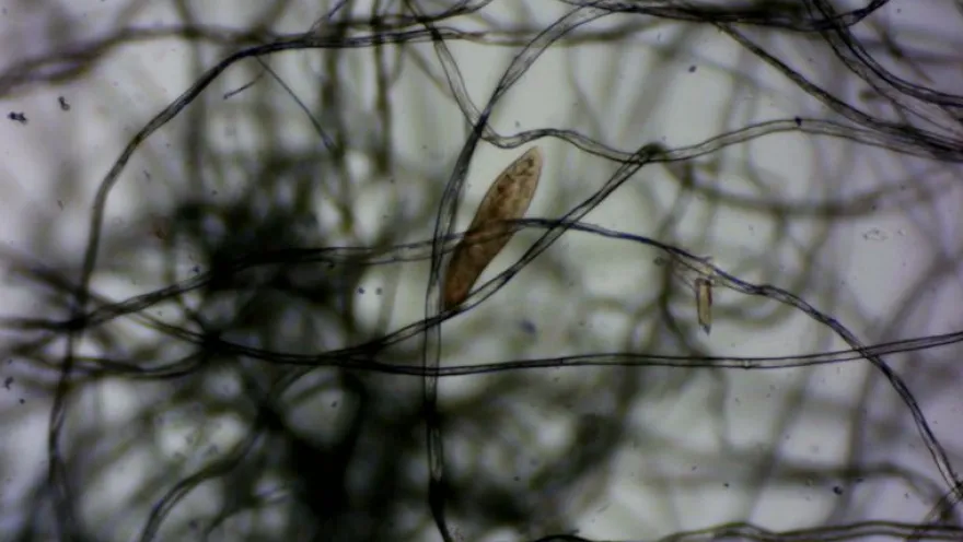 Pantoffeltierchen, Paramecium caudatum, 500 ml