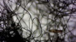 Pantoffeltierchen, Paramecium caudatum, 500 ml