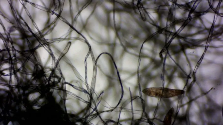 Pantoffeltierchen, Paramecium caudatum, 500 ml