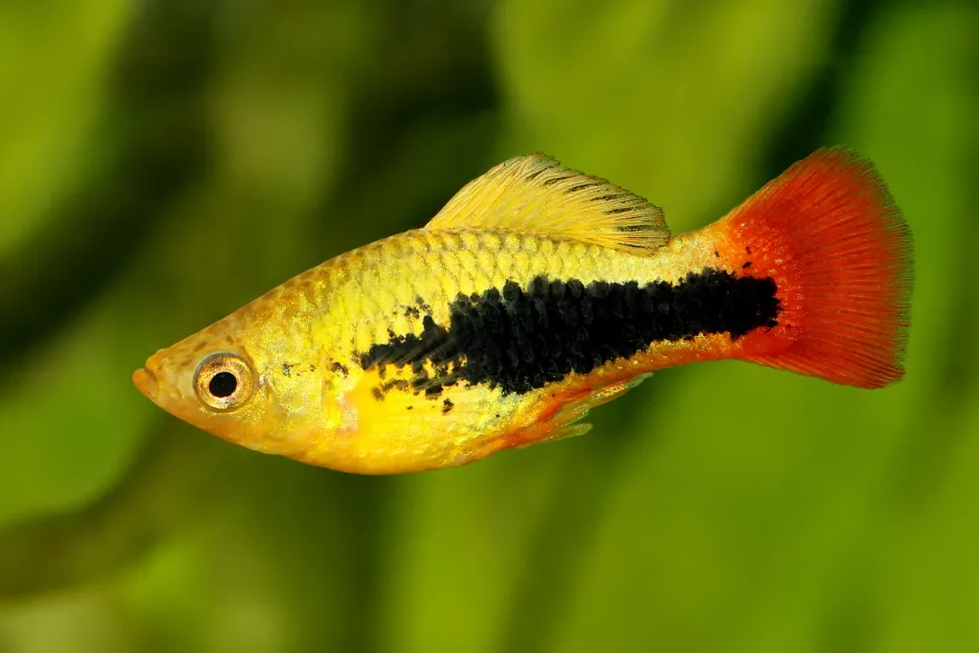 Papageien-Hawaiiplaty, Xiphophorus variatus