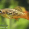 Papageienplaty, Xiphophorus variatus