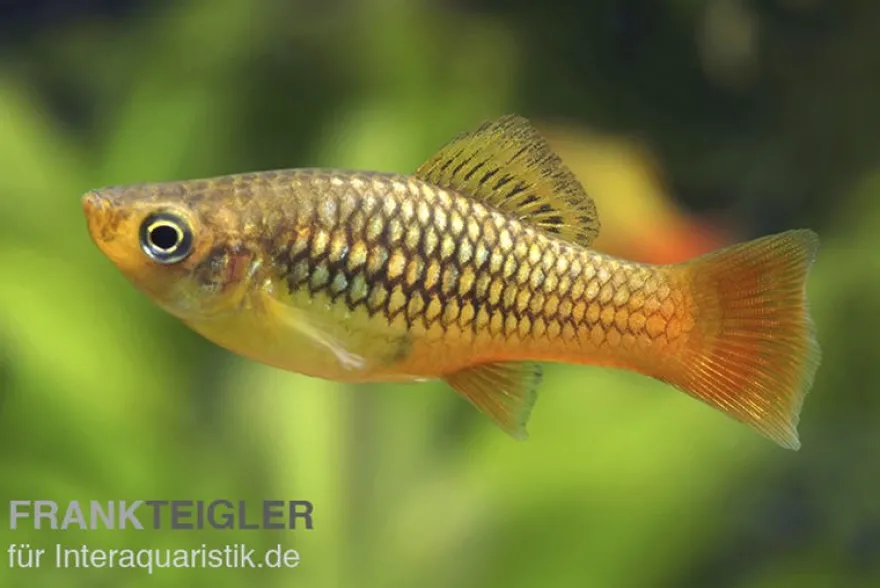 Papageienplaty, Xiphophorus variatus