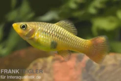 Papageienplaty, Xiphophorus variatus