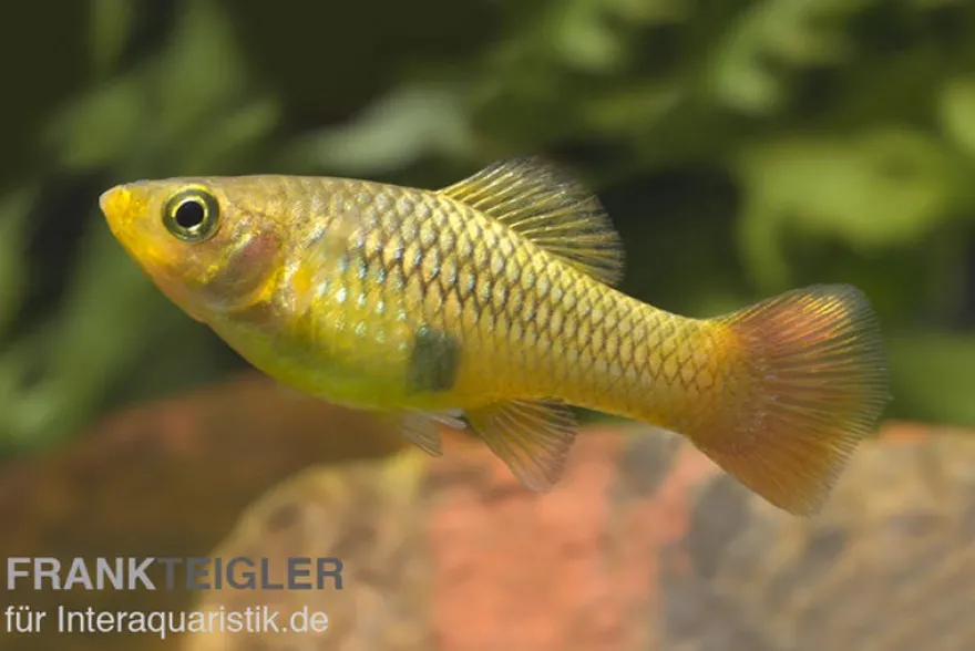 Papageienplaty, Xiphophorus variatus