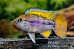 Papagei-Zwergbuntbarsch, Apistogramma cf. ortegai "Purple" paarweise