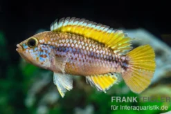 Papagei-Zwergbuntbarsch, Apistogramma cf. ortegai "Purple" paarweise