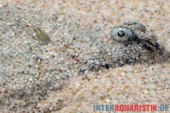 Papua-Kurzschwanz-Süßwasserflunder, Brachirus villosa