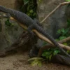 Papua-Waran, Varanus salvadorii