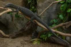 Papua-Waran, Varanus salvadorii
