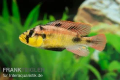 Papyrus-Maulbrüter, Astatotilapia aeneocolor Yellow Belly