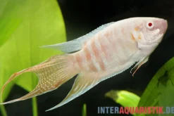 Paradiesfisch albino, Macropodus opercularis