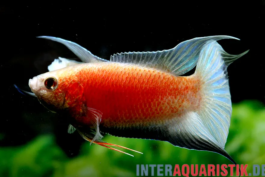 Paradiesfisch "Fire & Ice", Macropodus opercularis "Fire & Ice"