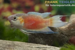 Paradiesfisch "Fire & Ice", Macropodus opercularis "Fire & Ice"