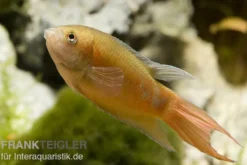 Paradiesfisch gold, Macropodus opercularis
