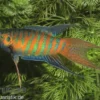 Paradiesfisch, Macropodus opercularis