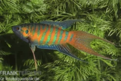 Paradiesfisch, Macropodus opercularis