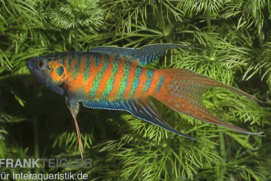 Paradiesfisch, Macropodus opercularis