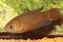 Paradiesfisch rot, Macropodus opercularis "Super rot"