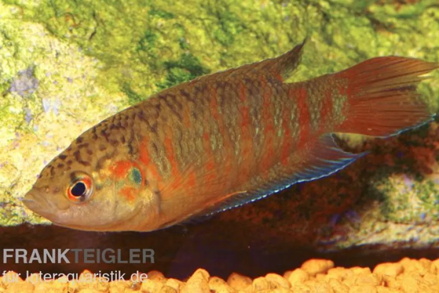 Paradiesfisch rot, Macropodus opercularis "Super rot"