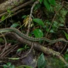 Paradies-Schmuckbaumnatter, Chrysopelea paradisi