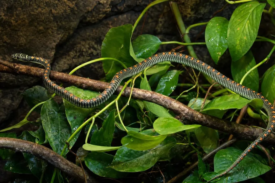 Paradies-Schmuckbaumnatter, Chrysopelea paradisi