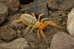 Paragaleodes-Walzenspinne, Paragaleodes sp.