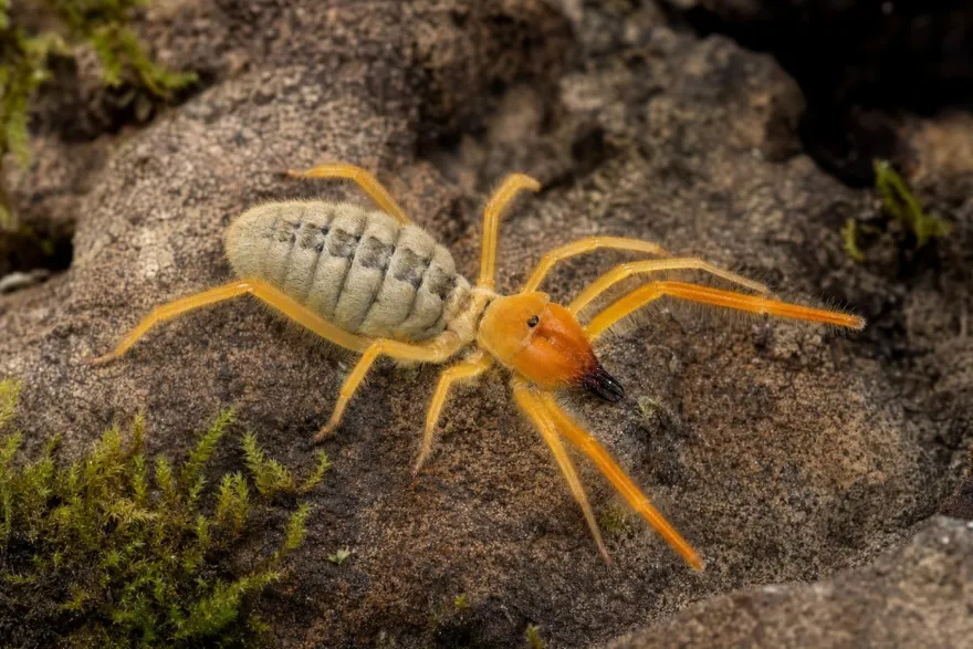 Paragaleodes-Walzenspinne, Paragaleodes sp.