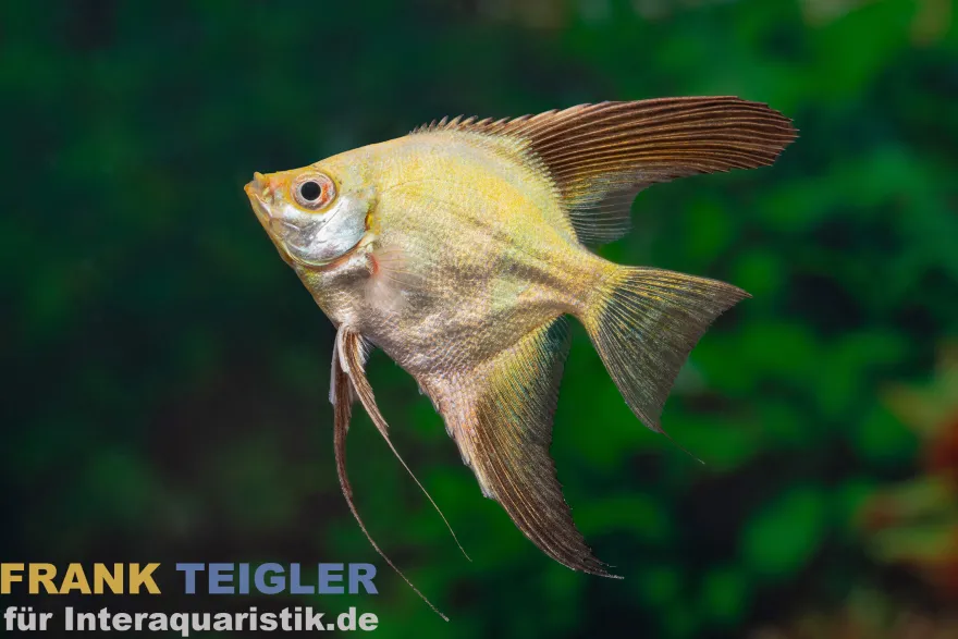 Paraiba Blue Skalar, Pterophyllum scalare Paraiba blue, DNZ