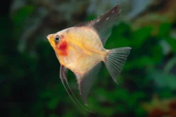 Paraiba Red Skalar, Pterophyllum scalare Paraiba red, DNZ