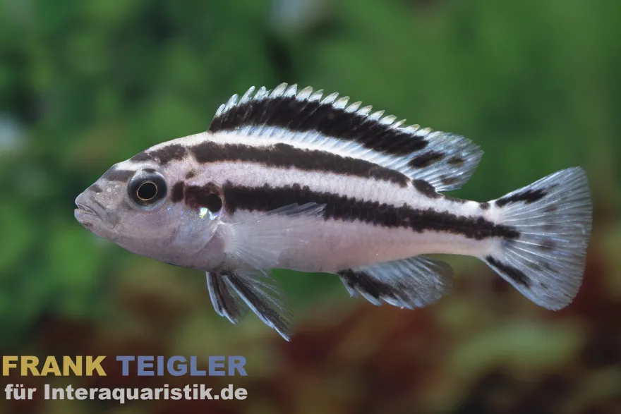 Parallelus-Maulbrüter, Melanochromis parallelus