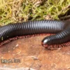 Parilis-Tausendfüßer, Mardonius parilis acuticonus