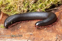 Parilis-Tausendfüßer, Mardonius parilis acuticonus